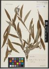 Foto von Salix alba L.